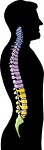 vertebrate.jpg